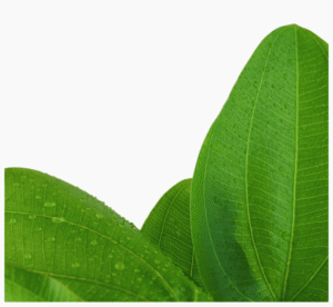 Echinodorus 'Aquartica'