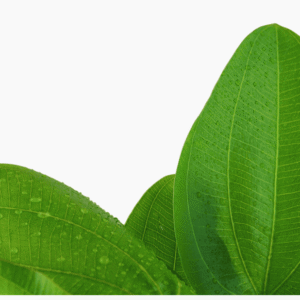 Echinodorus 'Aquartica'