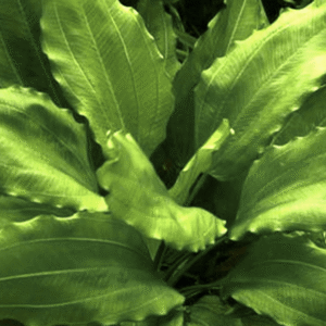Echinodorus 'Aquartica'