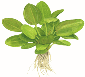 Echinodorus 'Aquartica'