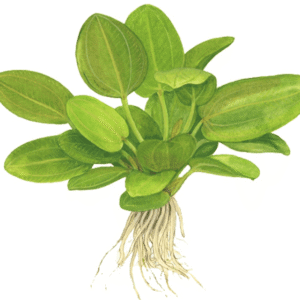 Echinodorus 'Aquartica'