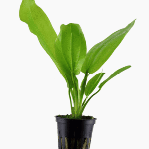 Echinodorus Cordifolius 'Fluitans'