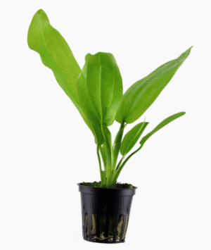 Echinodorus Cordifolius 'Fluitans'