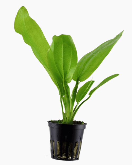 Echinodorus Cordifolius 'Fluitans'