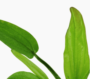 Echinodorus Cordifolius 'Fluitans'
