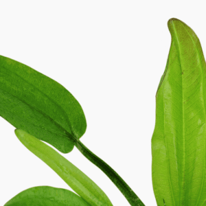 Echinodorus Cordifolius 'Fluitans'