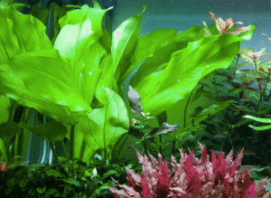 Echinodorus Cordifolius 'Fluitans'