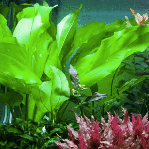 Echinodorus Cordifolius 'Fluitans'