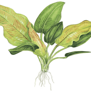 Echinodorus Cordifolius 'Fluitans'