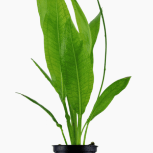 Echinodorus Grisebachii 'Bleherae'