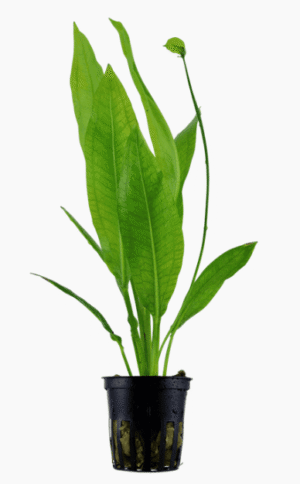 Echinodorus Grisebachii 'Bleherae'