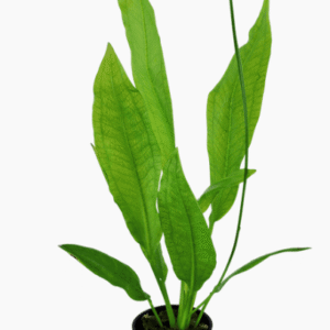 Echinodorus Grisebachii 'Bleherae'