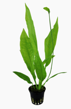 Echinodorus Grisebachii 'Bleherae'