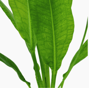 Echinodorus Grisebachii 'Bleherae'