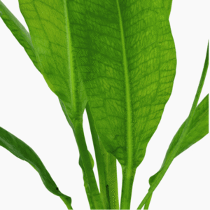 Echinodorus Grisebachii 'Bleherae'