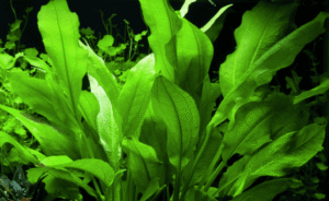 Echinodorus Grisebachii 'Bleherae'