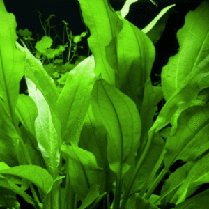 Echinodorus Grisebachii 'Bleherae'