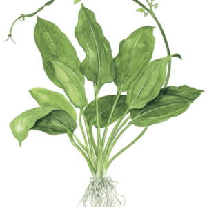 Echinodorus Grisebachii 'Bleherae'