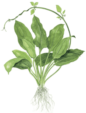 Echinodorus Grisebachii 'Bleherae'