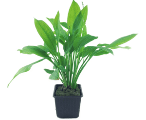 Echinodorus Grisebachii 'Bleherae'