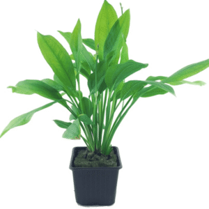 Echinodorus Grisebachii 'Bleherae'