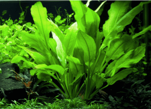 Echinodorus Grisebachii 'Bleherae'