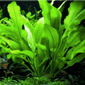 Echinodorus Grisebachii 'Bleherae'