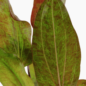 Echinodorus 'Ozelot'