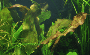 Echinodorus 'Ozelot'