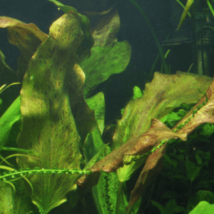 Echinodorus 'Ozelot'