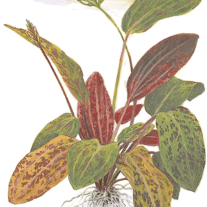 Echinodorus 'Ozelot'