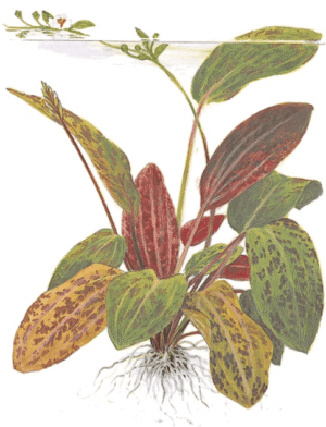 Echinodorus 'Ozelot'