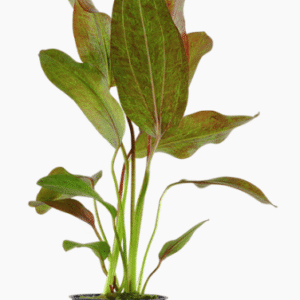 Echinodorus 'Ozelot'