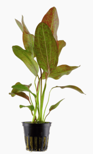 Echinodorus 'Ozelot'