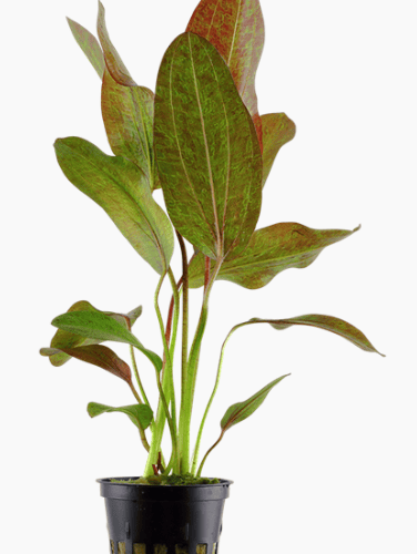 Echinodorus 'Ozelot'