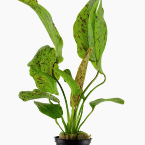 Echinodorus 'Ozelot Green'