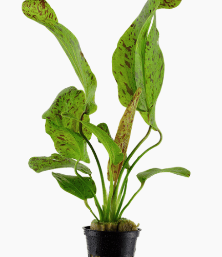 Echinodorus 'Ozelot Green'