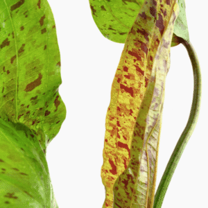 Echinodorus 'Ozelot Green'