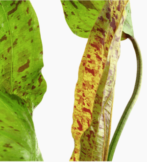 Echinodorus 'Ozelot Green'