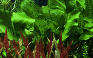 Echinodorus 'Ozelot Green'