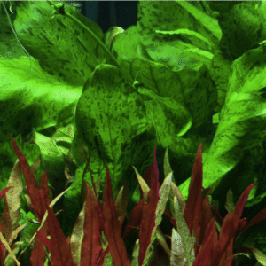 Echinodorus 'Ozelot Green'