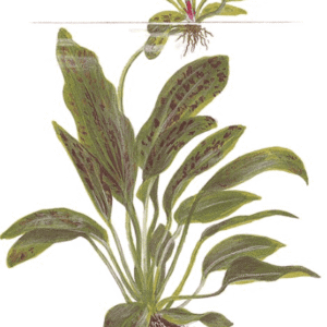 Echinodorus 'Ozelot Green'