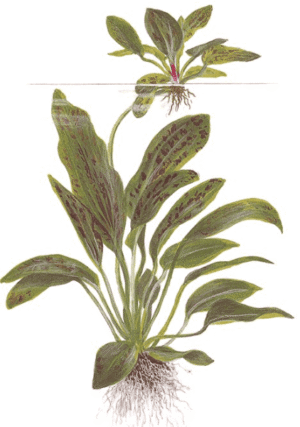 Echinodorus 'Ozelot Green'