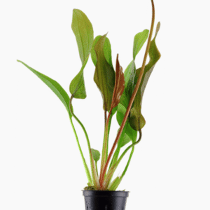 Echinodorus 'Red Diamond'