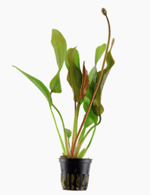 Echinodorus 'Red Diamond'