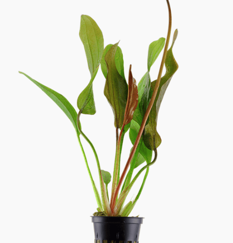 Echinodorus 'Red Diamond'