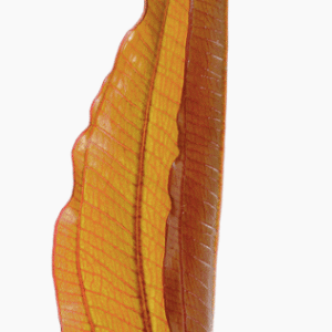 Echinodorus 'Red Diamond'