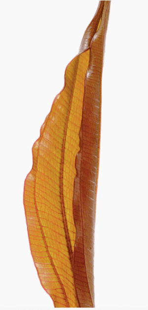 Echinodorus 'Red Diamond'