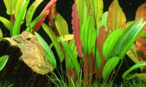 Echinodorus 'Red Diamond'