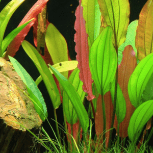 Echinodorus 'Red Diamond'